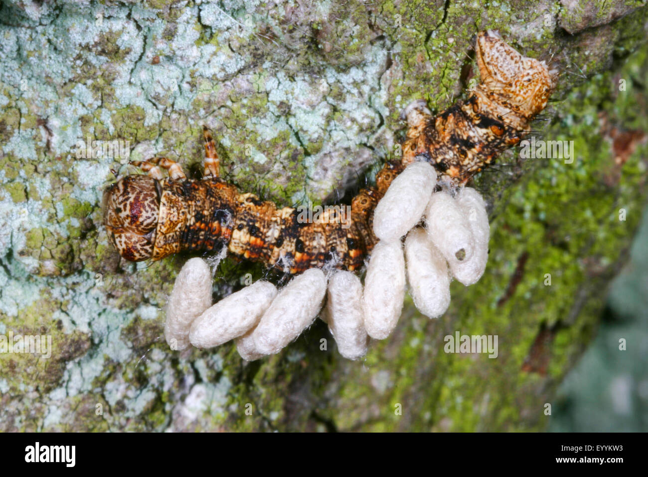 parasitoid wasp (Braconidae), parasite infestation of a caterpillar, Germany Stock Photo