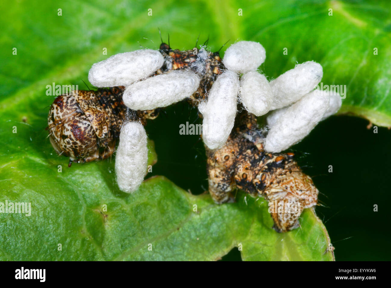 parasitoid wasp (Braconidae), parasite infestation of a caterpillar, Germany Stock Photo