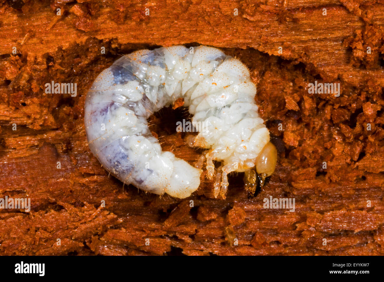 Lucanid beetle (Ceruchus chrysomelinus), beetle larva, male, Germany Stock Photo