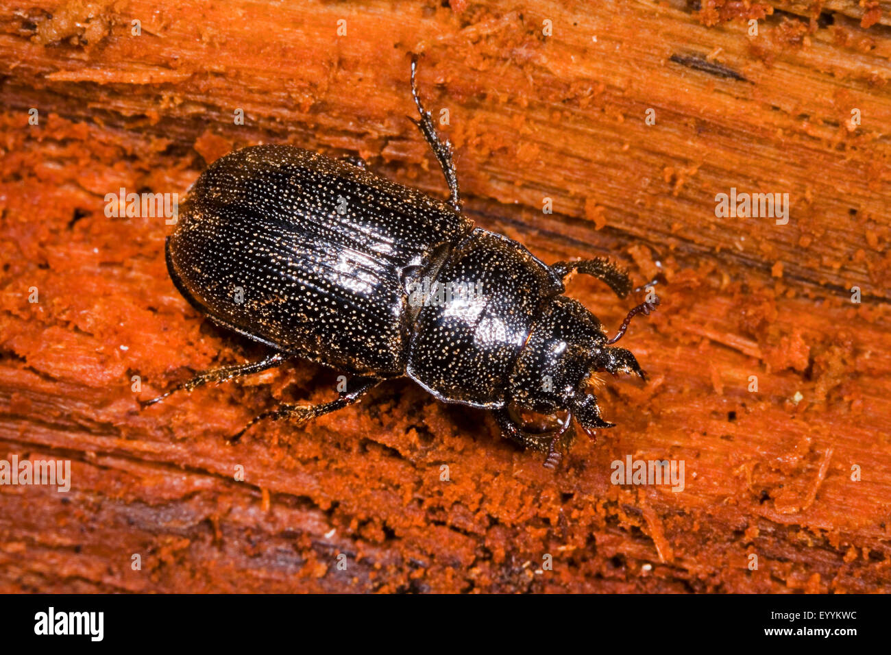 Lucanid beetle (Ceruchus chrysomelinus), female, Germany Stock Photo