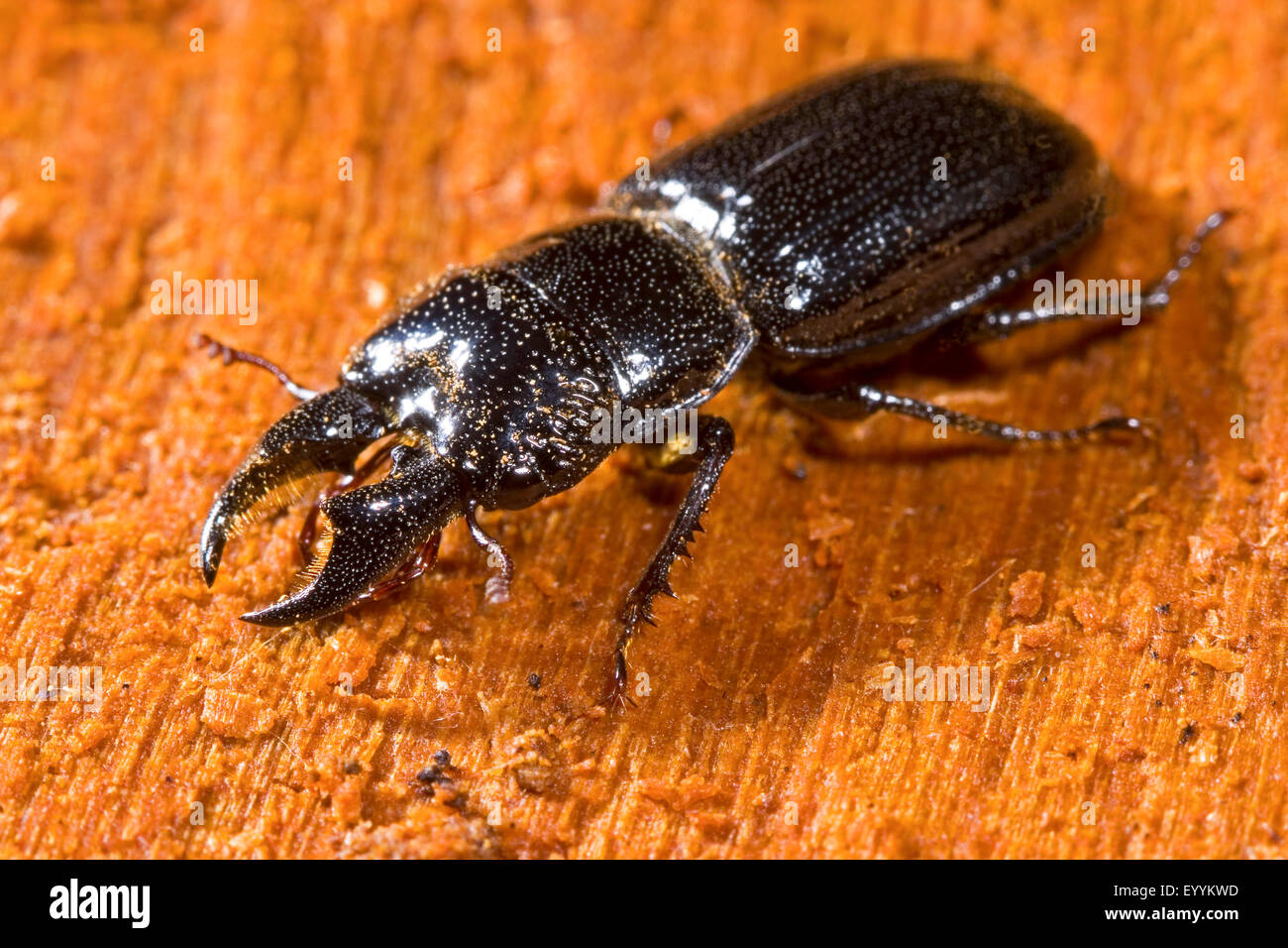 Lucanid beetle (Ceruchus chrysomelinus), male, Germany Stock Photo