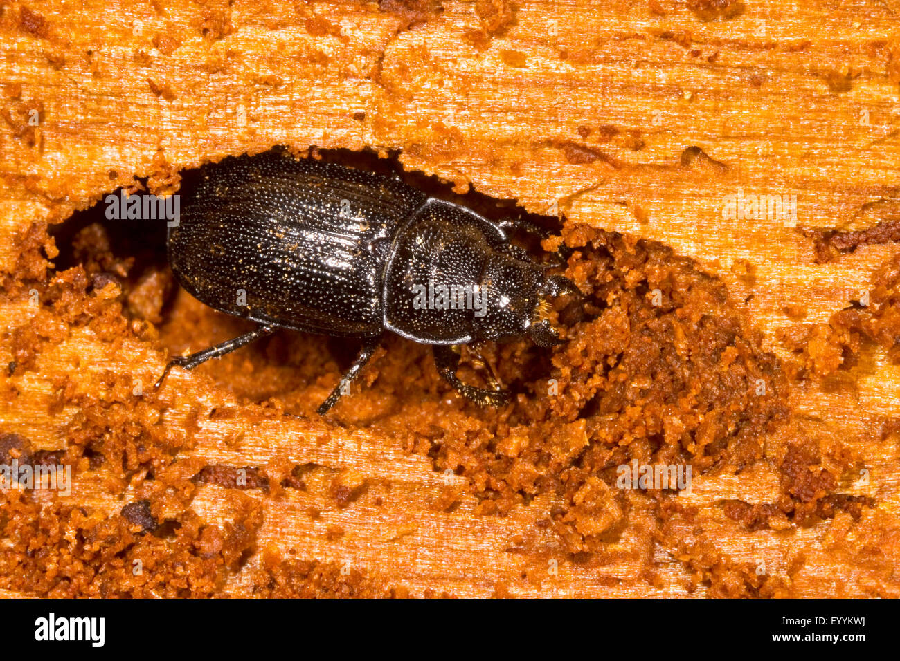 Lucanid beetle (Ceruchus chrysomelinus), male in deadwood, Germany Stock Photo