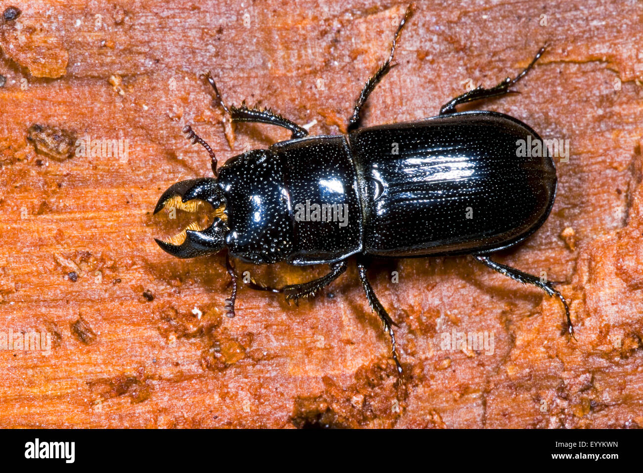 Lucanid beetle (Ceruchus chrysomelinus), male, Germany Stock Photo