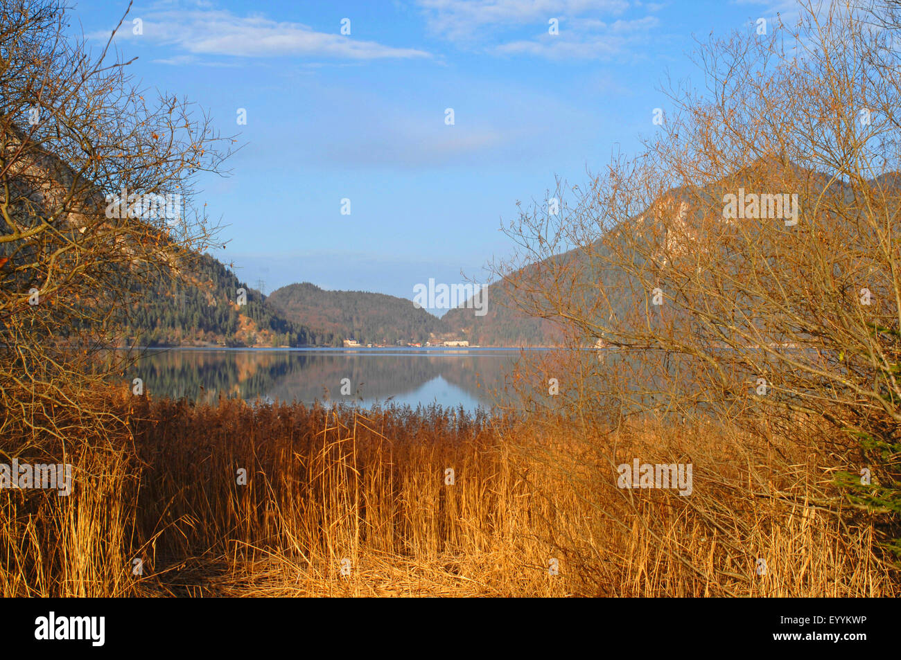 reed zone at the Zwergen peninsula at Lake Walchensee in evening light, Germany, Bavaria, Walchensee Stock Photo