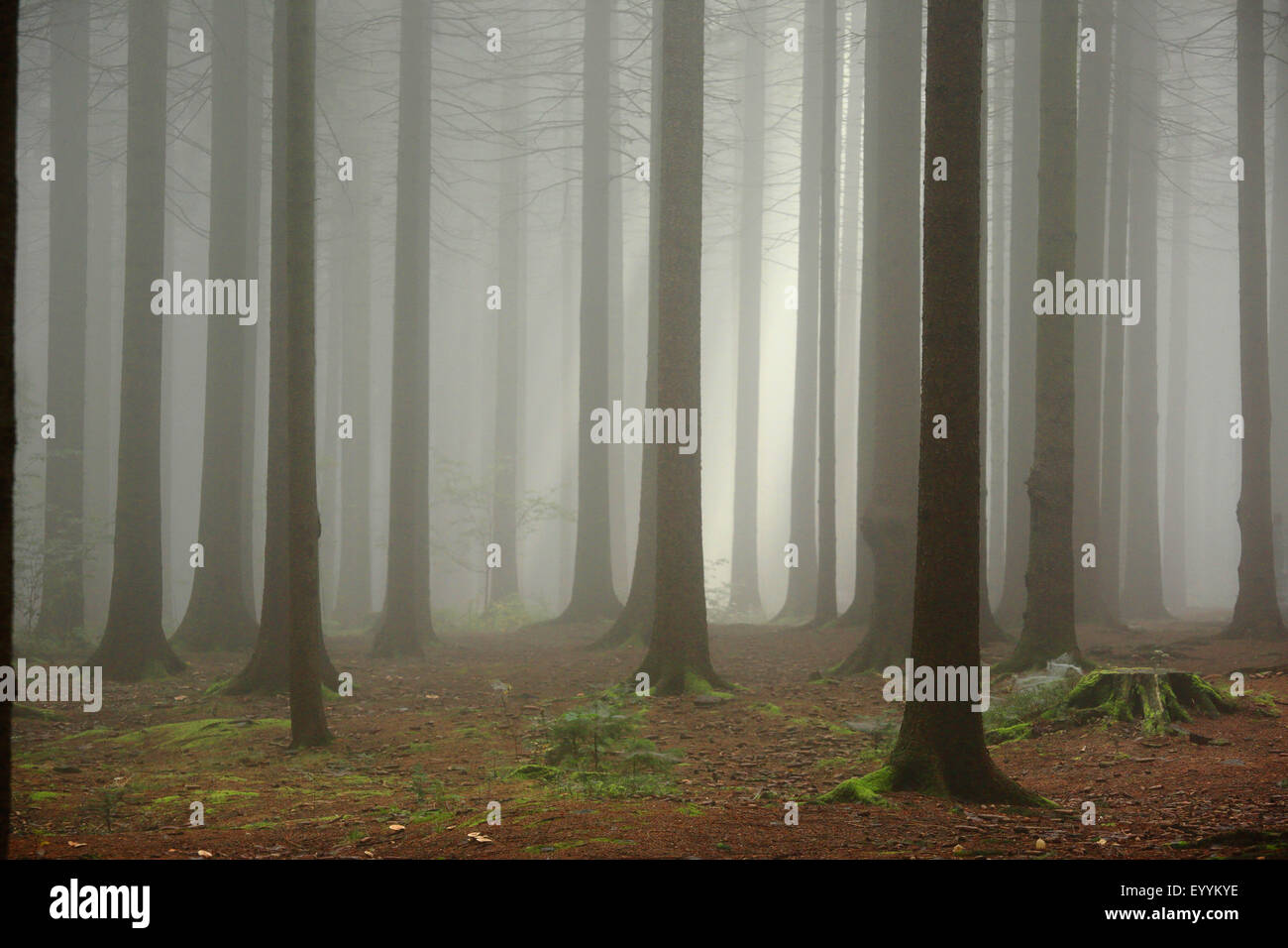 Norway spruce (Picea abies), spruce forest in fog, Germany, Saxony, Erz Mountains Stock Photo