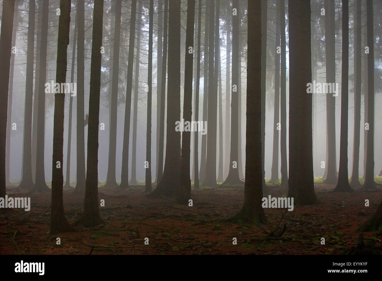 Norway spruce (Picea abies), spruce forest in fog, Germany, Saxony, Erz Mountains Stock Photo
