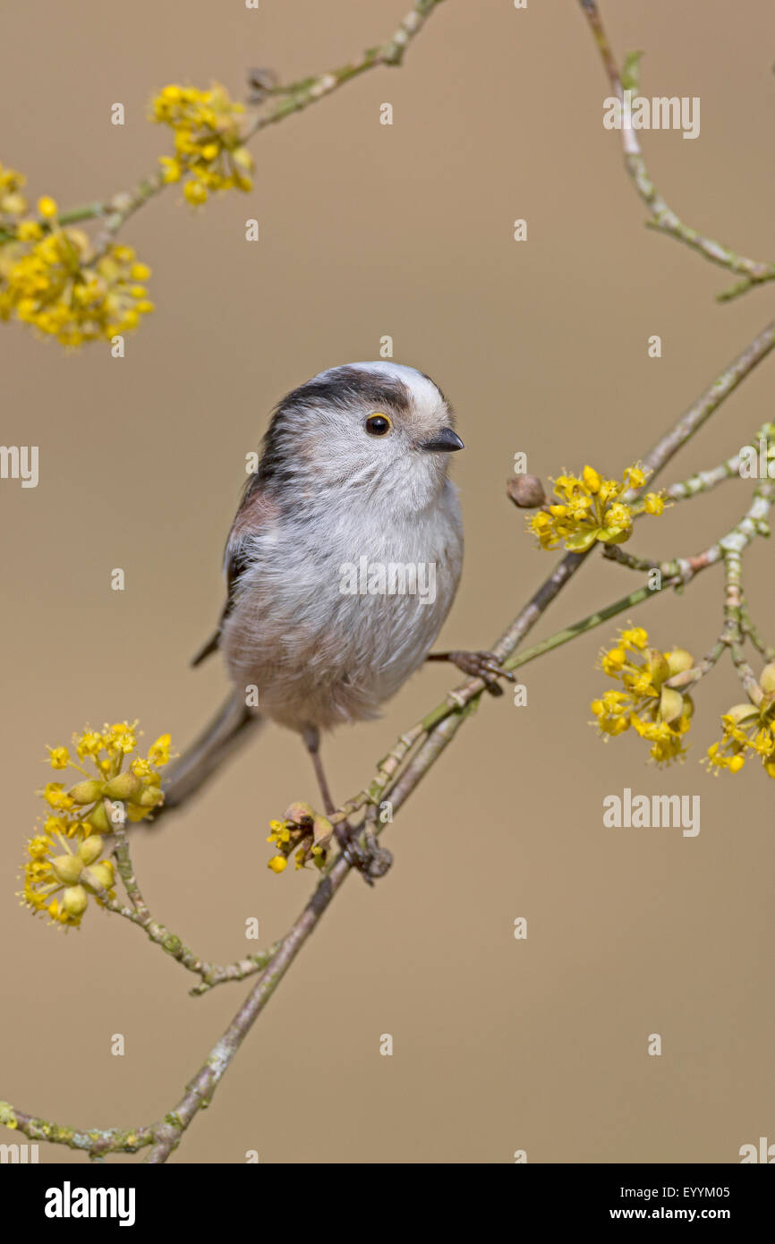 long-tailed tit (Aegithalos caudatus), on the blooming twig of a Cornelian cherry, Germany Stock Photo