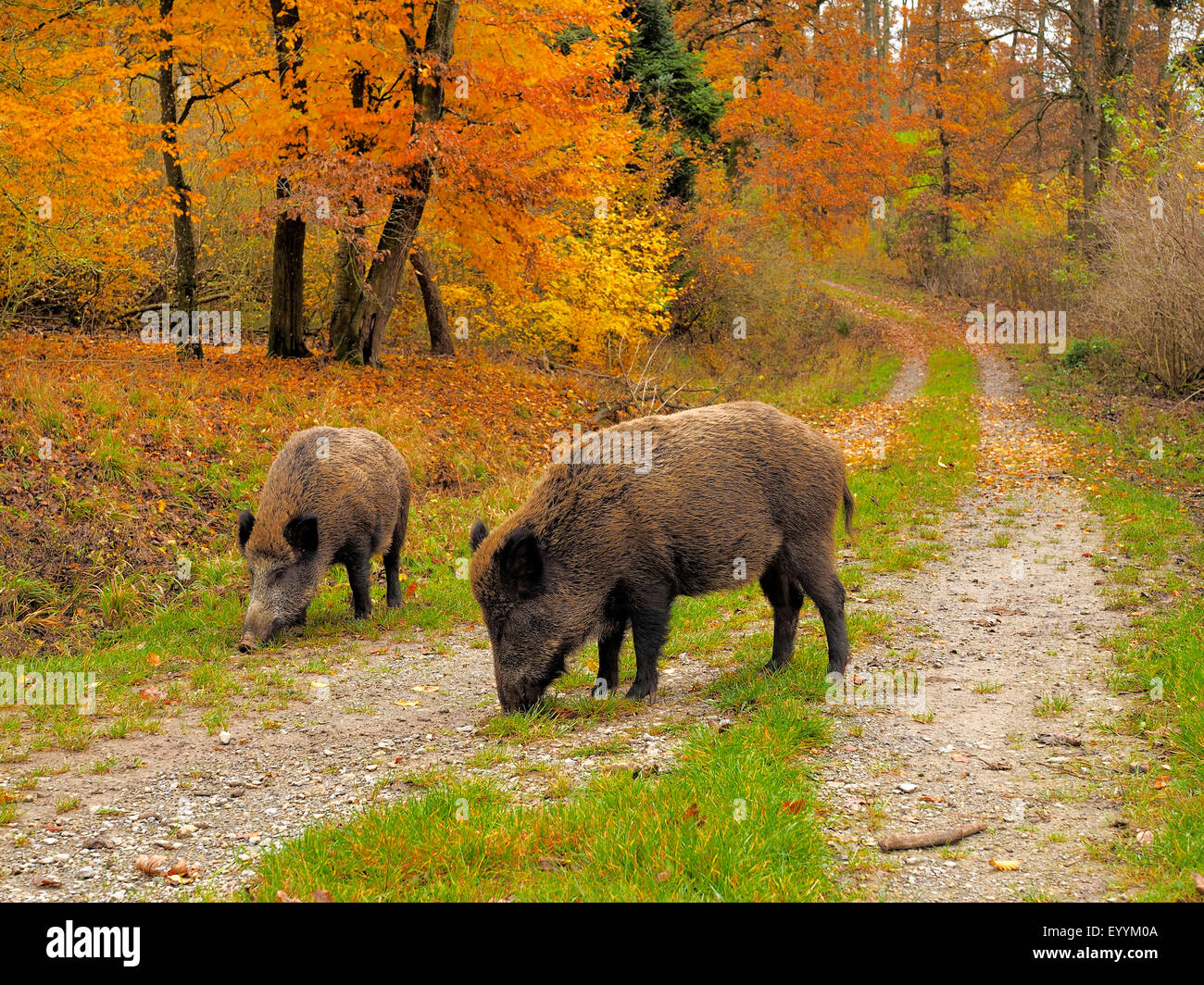 wild boar, pig, wild boar (Sus scrofa), two eating wild boars on a forest path in autumn, Germany, Baden-Wuerttemberg Stock Photo