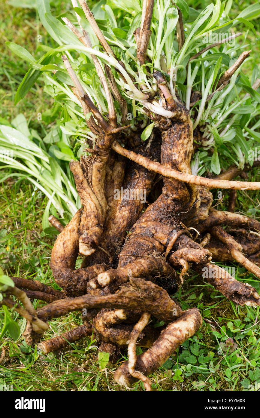 Bouncingbet, Bouncing-bet, Soapwort (Saponaria officinalis), plant with rootstock, Germany Stock Photo