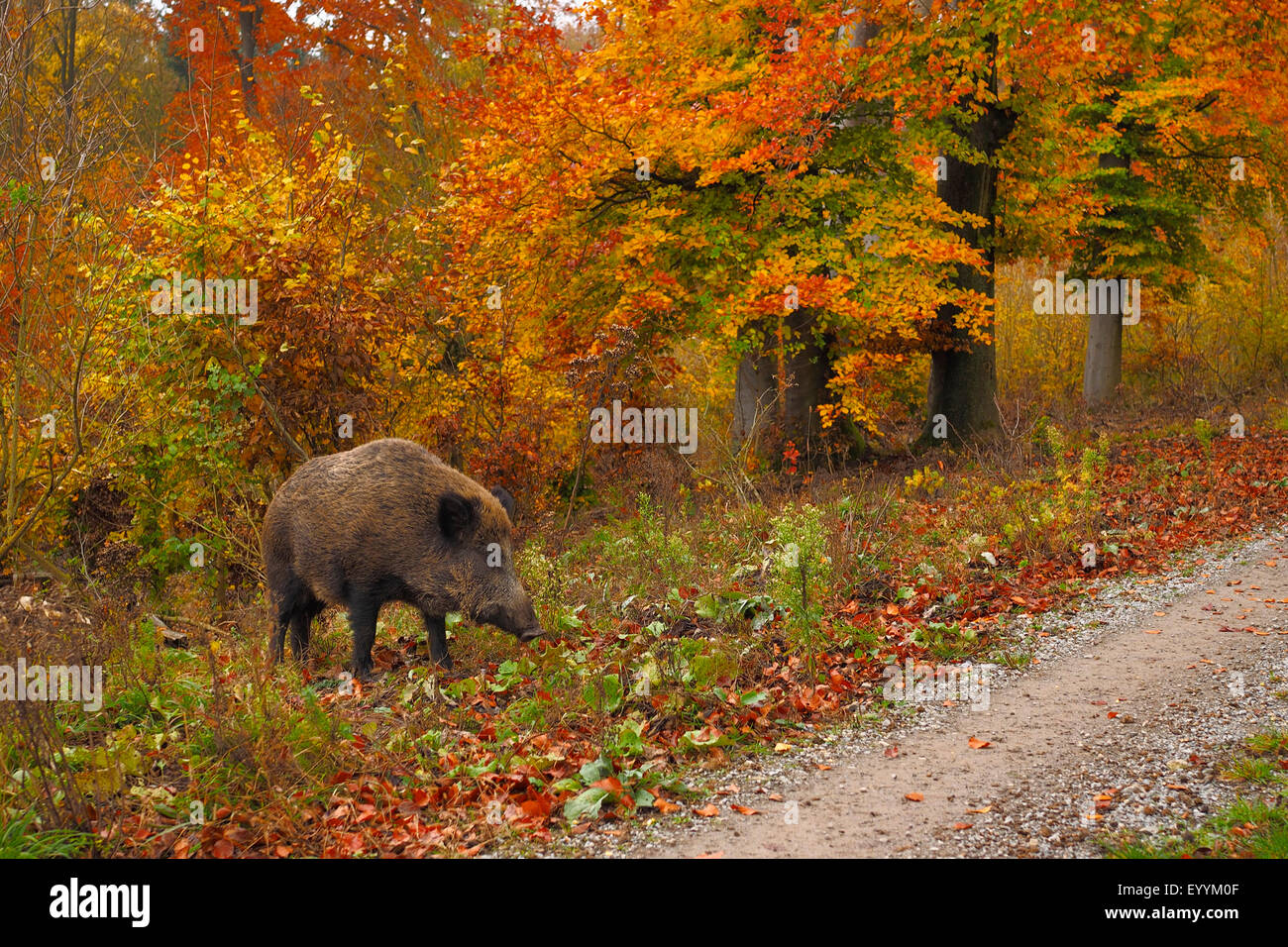 wild boar, pig, wild boar (Sus scrofa), wild sow standing at a forest path in autumn, Germany, Baden-Wuerttemberg Stock Photo