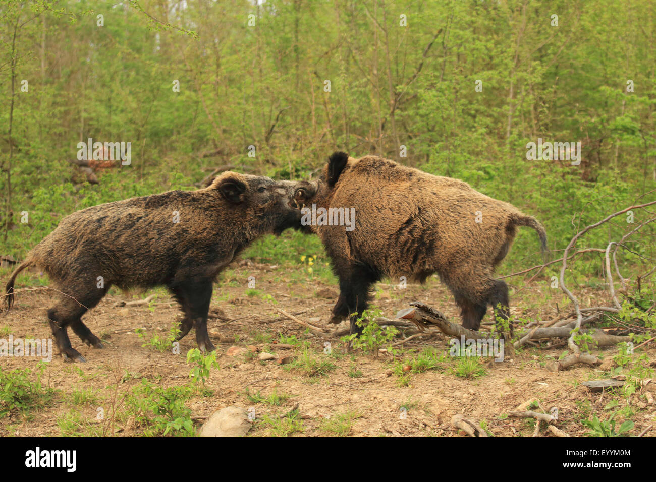Wild Boar Pig Wild Boar Sus Scrofa Two Fighting Tuskers Germany