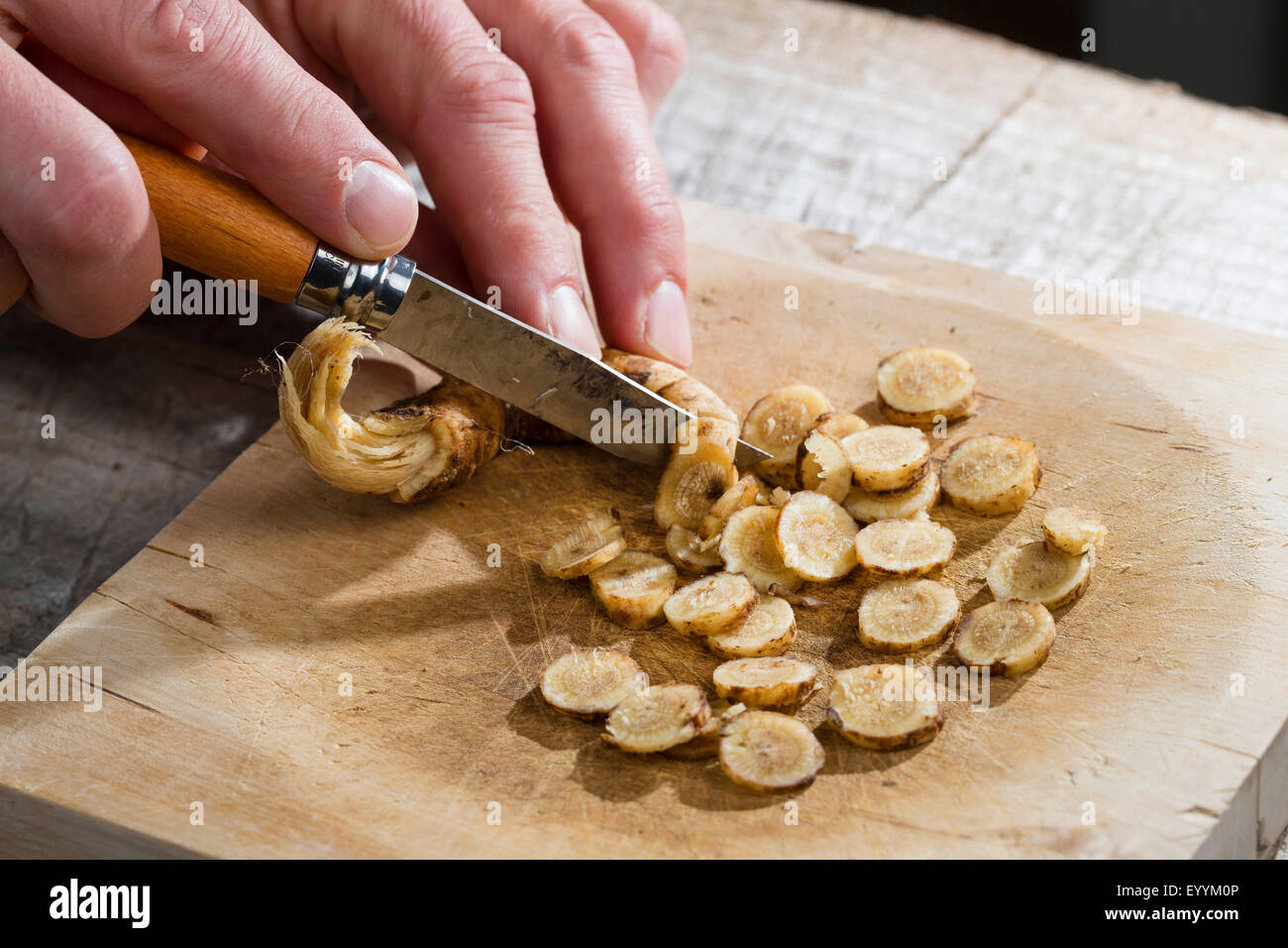 Bouncingbet, Bouncing-bet, Soapwort (Saponaria officinalis), root is sliced , Germany Stock Photo