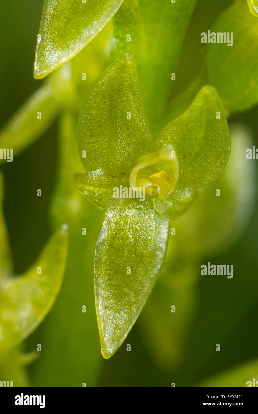 bog orchid, bog adder's-mouth orchid (Hammarbya paludosa, Malaxis paludosa), single flower, Germany Stock Photo