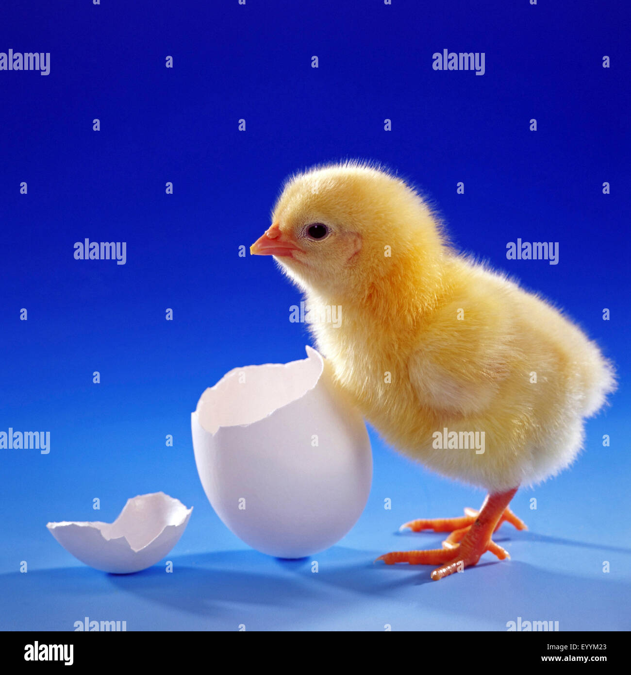 domestic fowl (Gallus gallus f. domestica), chick with eggshells before blue background Stock Photo