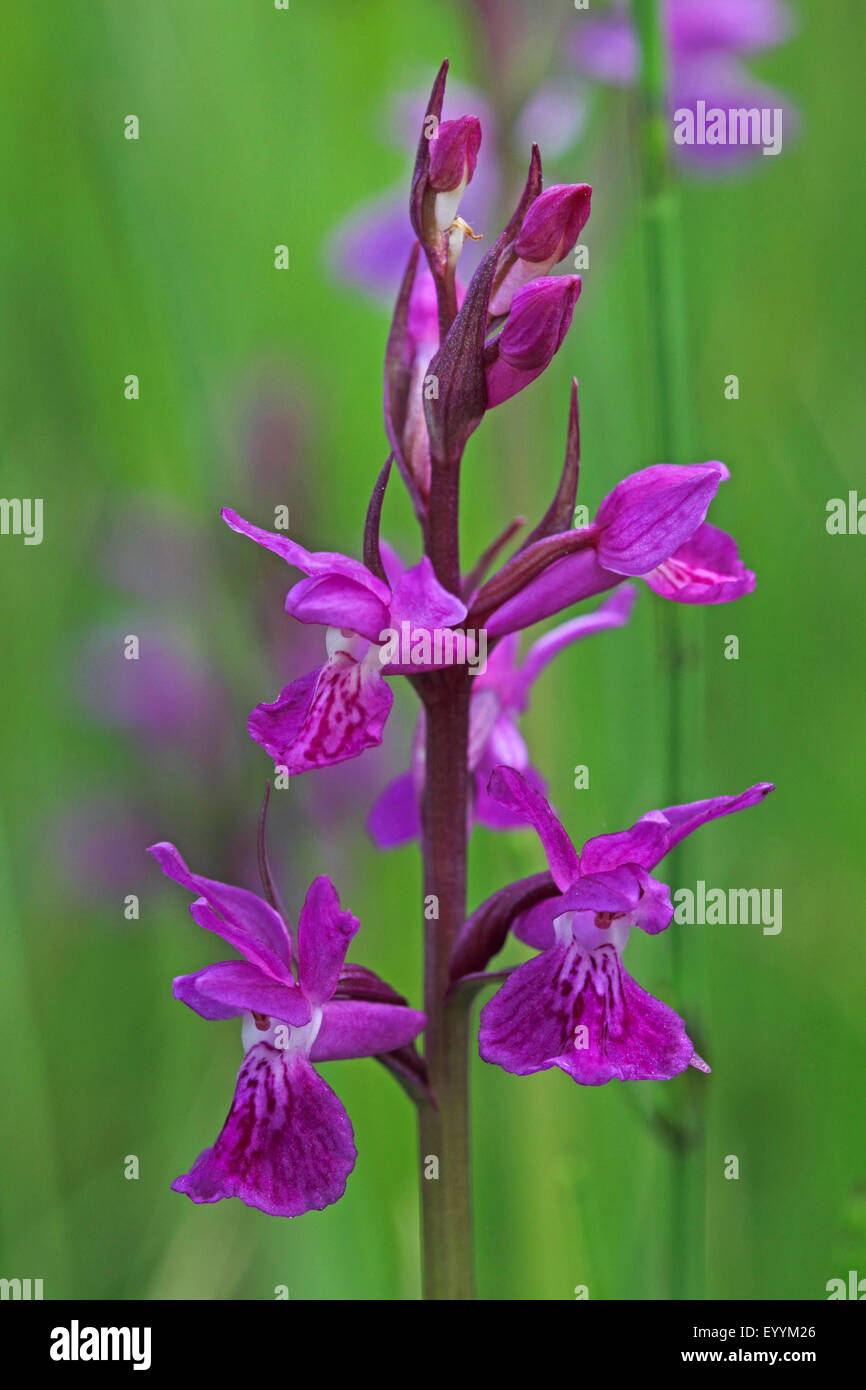 Narrow-leaved marsh-orchid (Dactylorhiza traunsteineri, Orchis traunsteineri), inflorescence, Germany Stock Photo