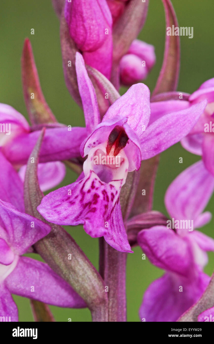 Narrow-leaved marsh-orchid (Dactylorhiza traunsteineri, Orchis traunsteineri), inflorescence, detail, Germany Stock Photo