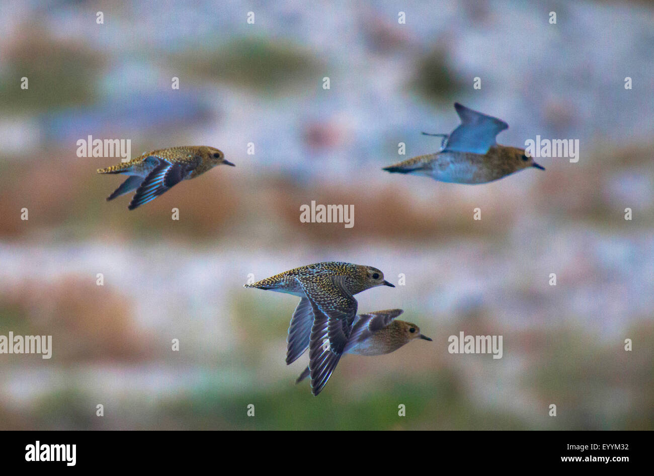 Golden plover hi-res stock photography and images - Alamy