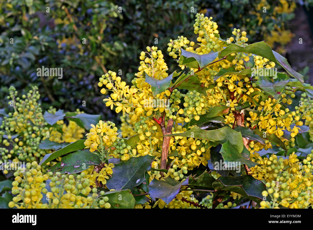 holly-leaf oregongrape, oregon-grape, shining oregongrape, tall oregongrape, mountain grape (Mahonia aquifolium), blooming, Germany Stock Photo
