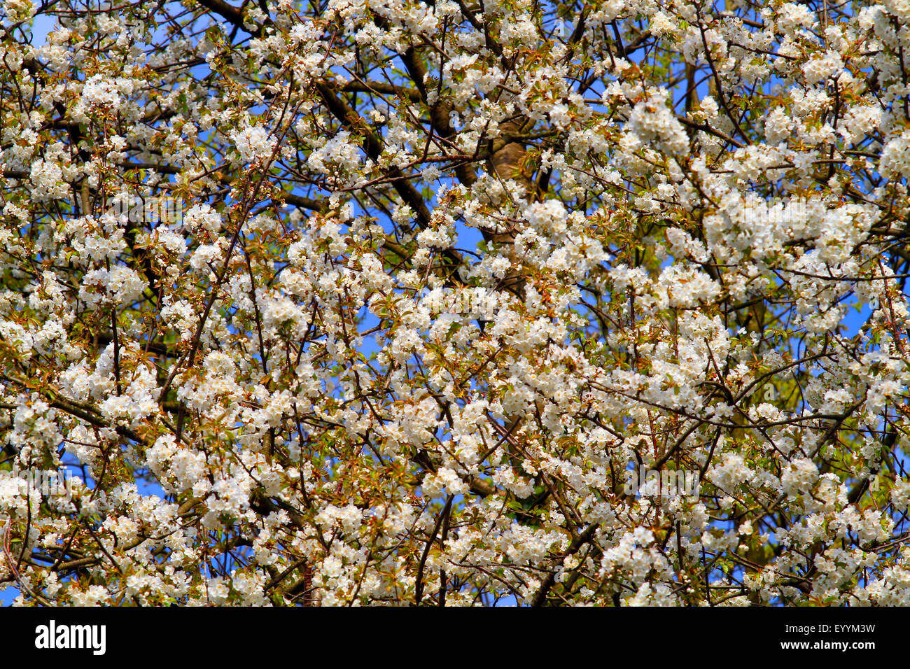 Wild cherry, Sweet cherry, gean, mazzard (Prunus avium), flowering Wild cherry, Germany Stock Photo