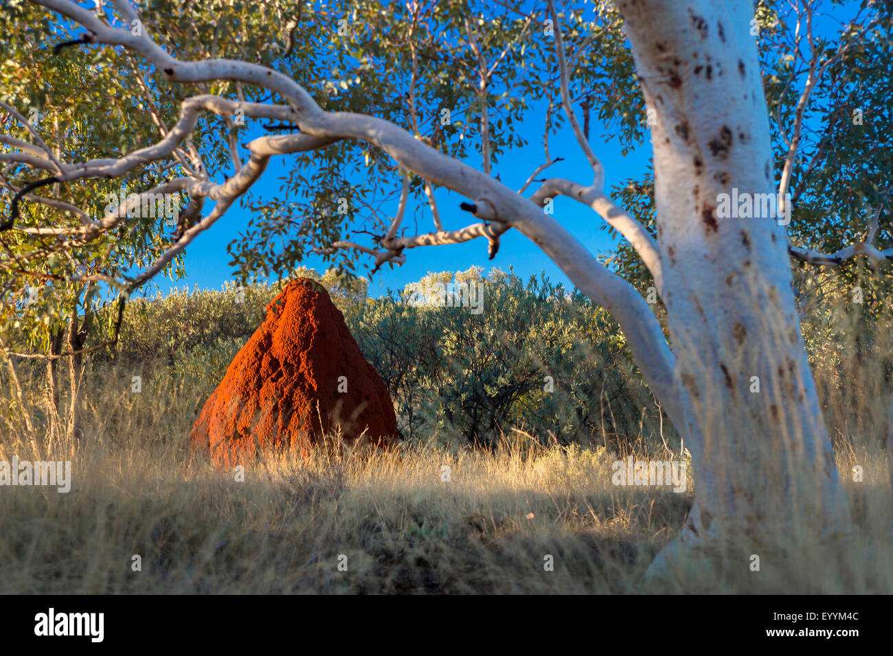 termite hill at the Australien outback, Australia, Western Australia, Karijini National Park Stock Photo