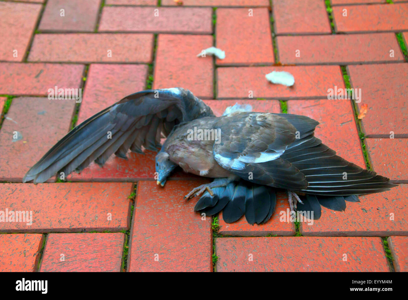 domestic pigeon (Columba livia f. domestica), knocked down domestic pigeon in the city, Germany, North Rhine-Westphalia, Ruhr Area Stock Photo