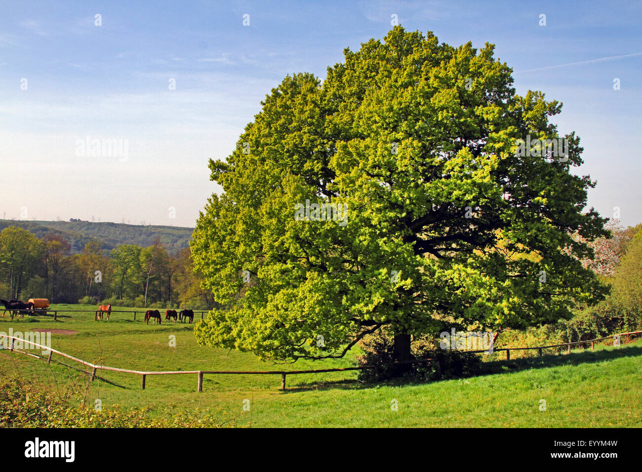 common oak, pedunculate oak, English oak (Quercus robur), in a paddock in summer, Germany, North Rhine-Westphalia Stock Photo