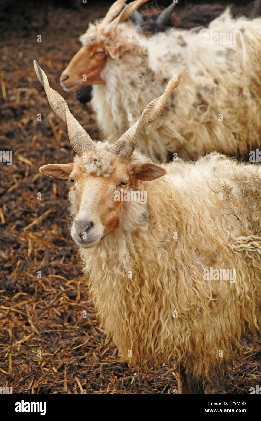Racka, Racka sheep (Ovis ammon f. aries), at a farm in Hungary, color morph white, Hungary Stock Photo