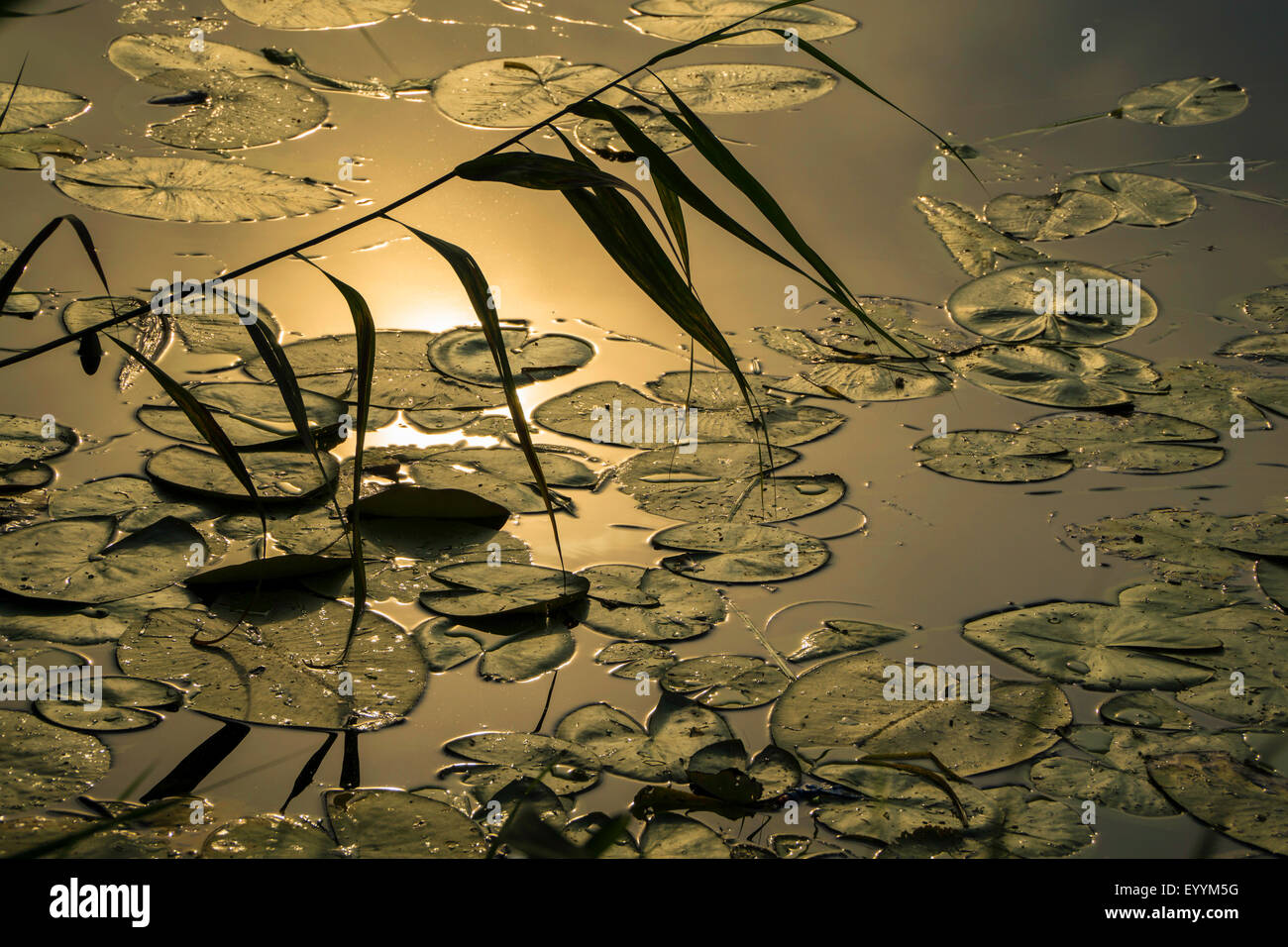 reed grass, common reed (Phragmites communis, Phragmites australis), reed and water leiy leaves in evening light, Germany, Brandenburg Stock Photo