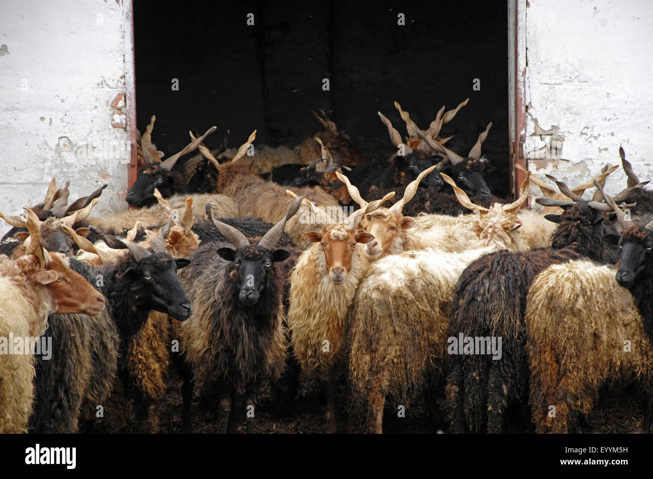 Racka, Racka sheep (Ovis ammon f. aries), sheep husbandry at a farm in Hungary, colour morphs white and dun, Hungary Stock Photo