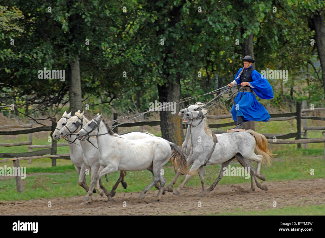 domestic horse (Equus przewalskii f. caballus), dressage exhibition of a horse herdsman in the puszta, Hungary, Puszta, Kalocsa Stock Photo