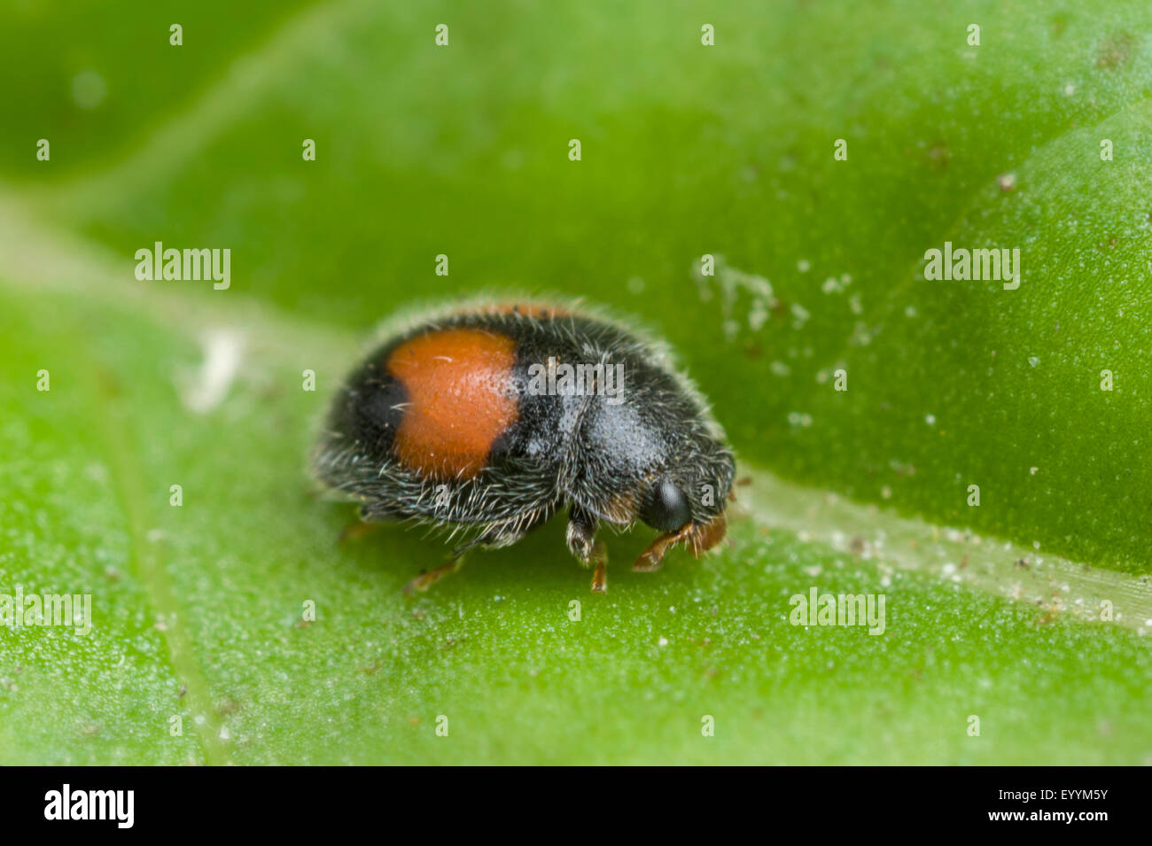 Minute two spotted ladybird beetle [Diomus notescens] Stock Photo