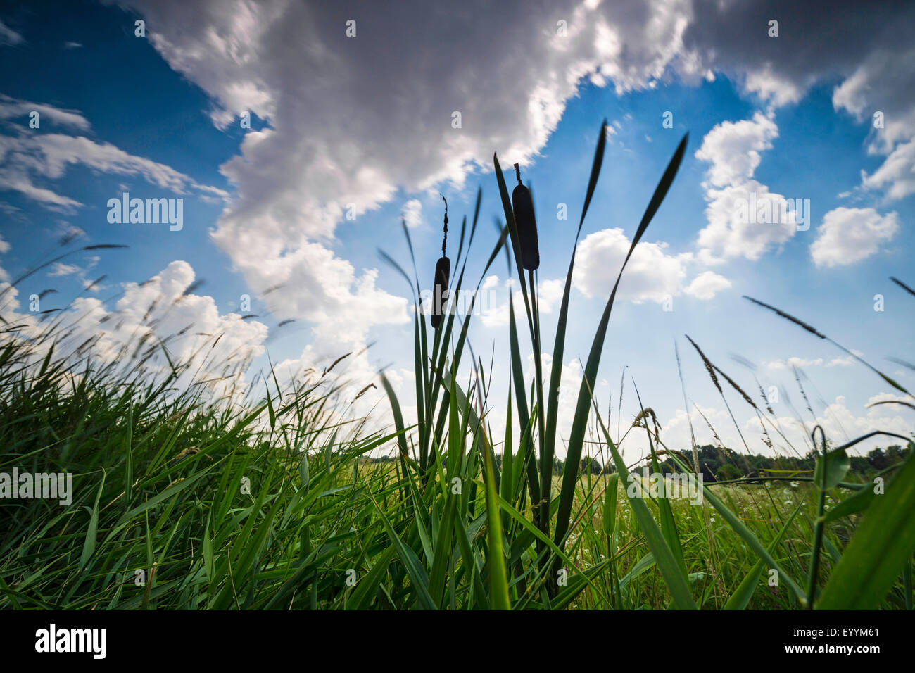 common cattail, broad-leaved cattail, broad-leaved cat's tail, great reedmace, bulrush (Typha latifolia), worms-eye view with cloudy sky, Germany, Brandenburg, Templin Stock Photo