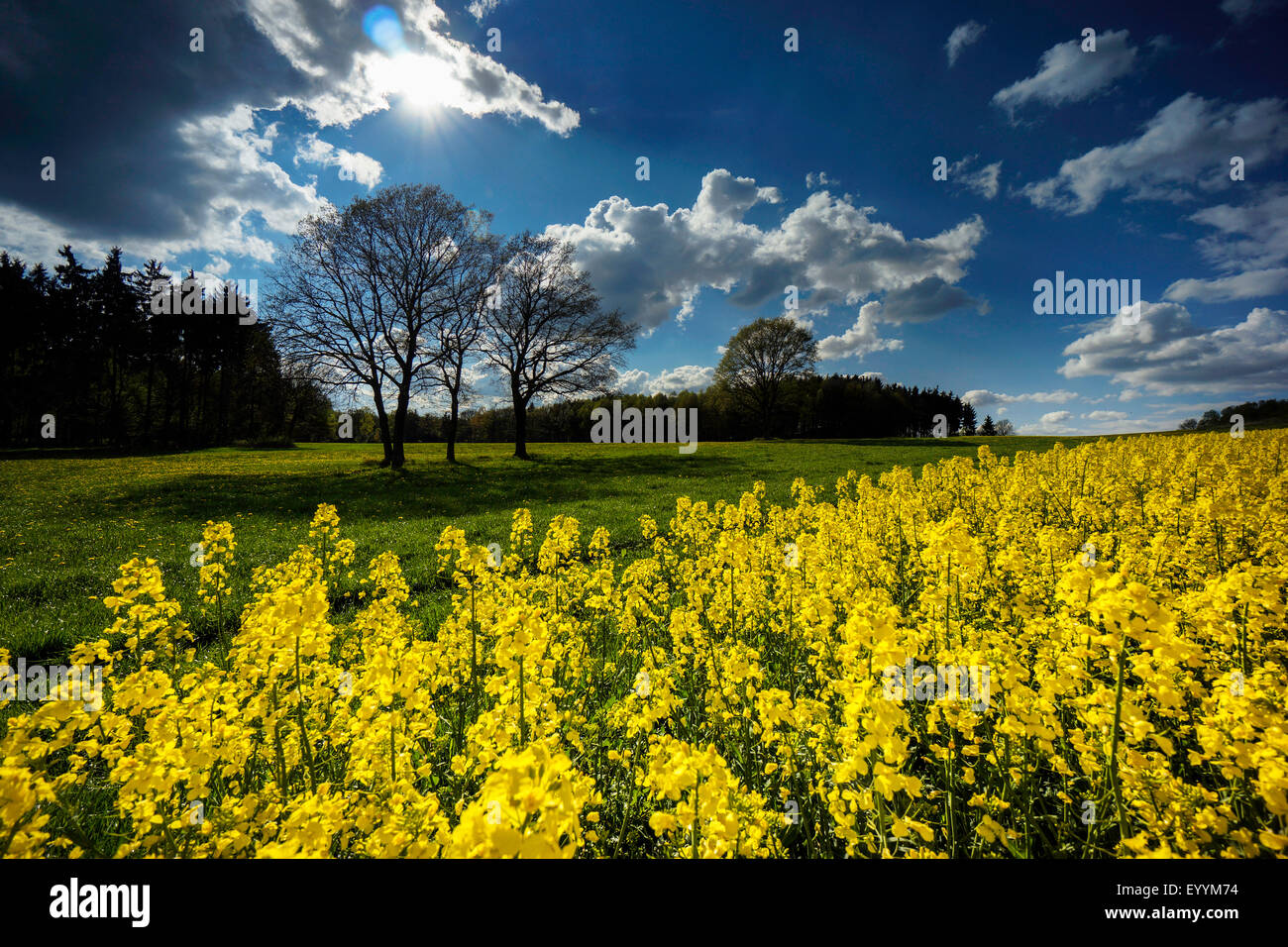 rape, turnip (Brassica napus), blooming rape field, Germany, Saxony, Vogtland Stock Photo