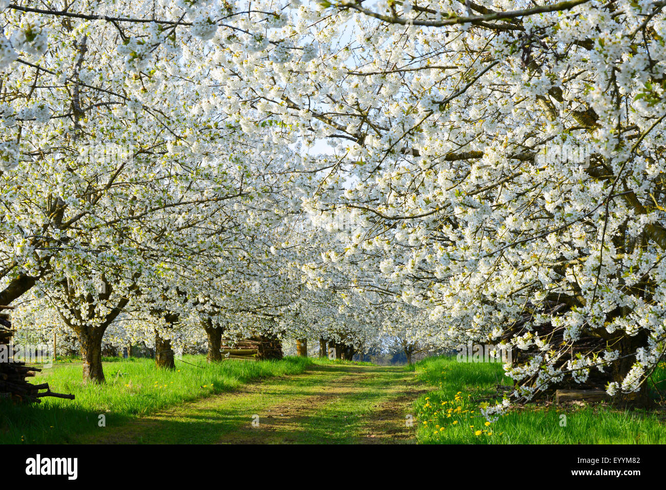 Cherry tree, Sweet cherry (Prunus avium), flowering twig of a cherry trees at a plantation, Germany, Bavaria Stock Photo