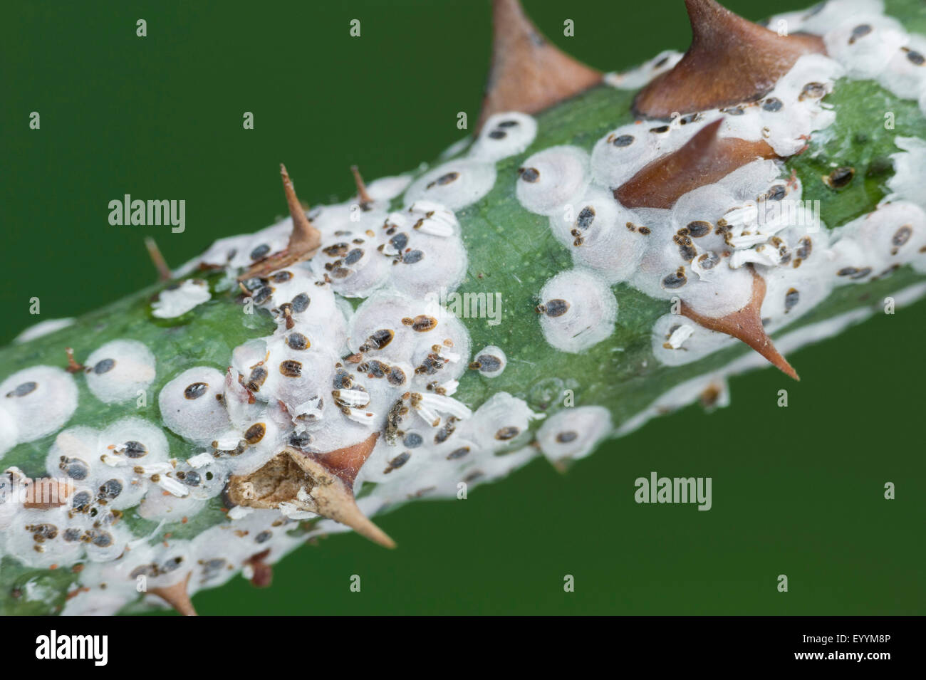 Aulacaspis hires stock photography and images Alamy