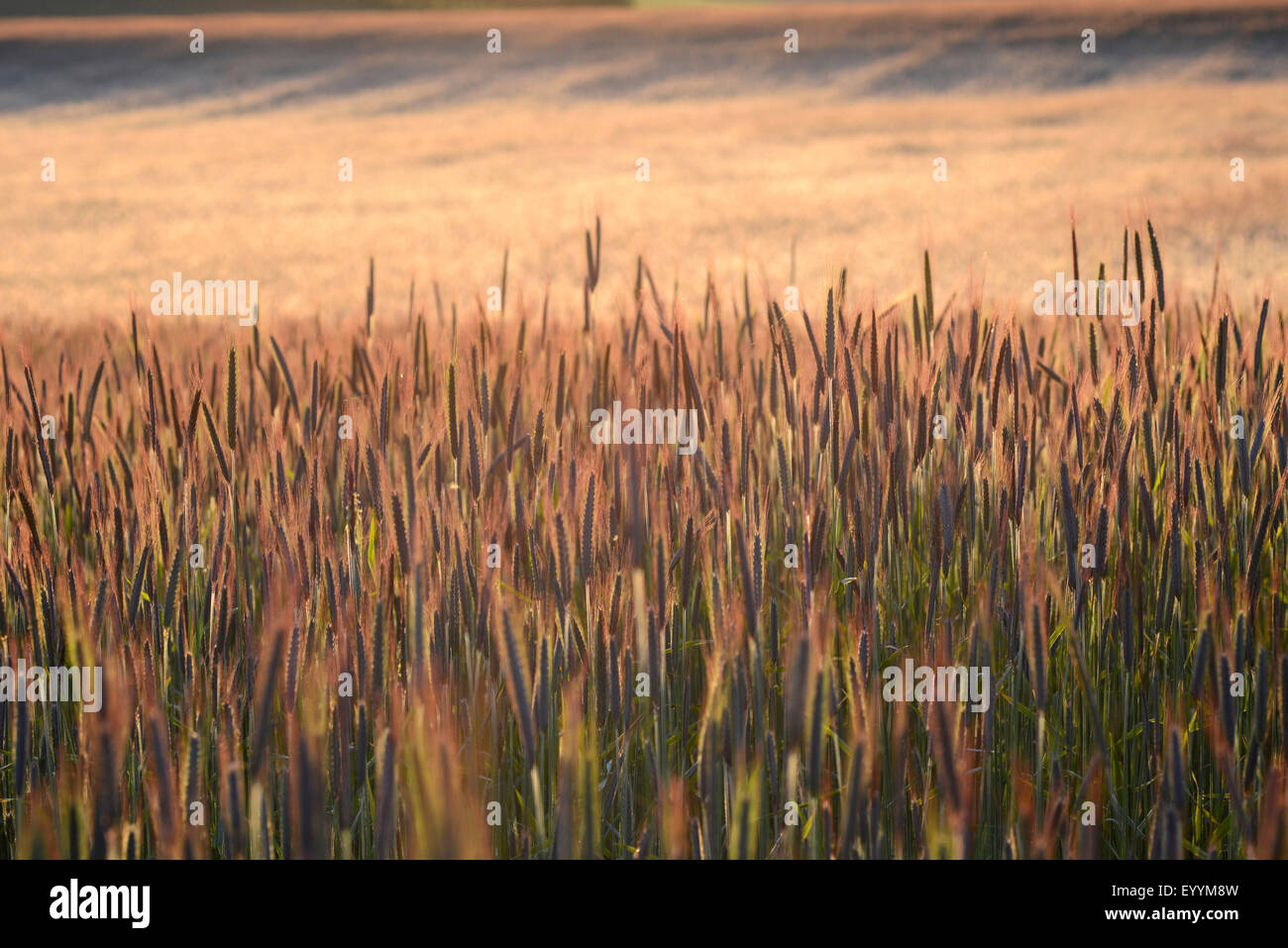 cultivated rye (Secale cereale), rye field in backlight at sunrise, Germany, Bavaria Stock Photo