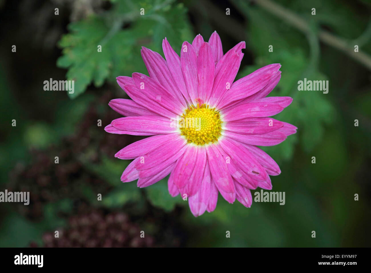 Costmary, Chinese Aster, Chrysanthemum, Mum, Garden Mum (Dendranthema x
