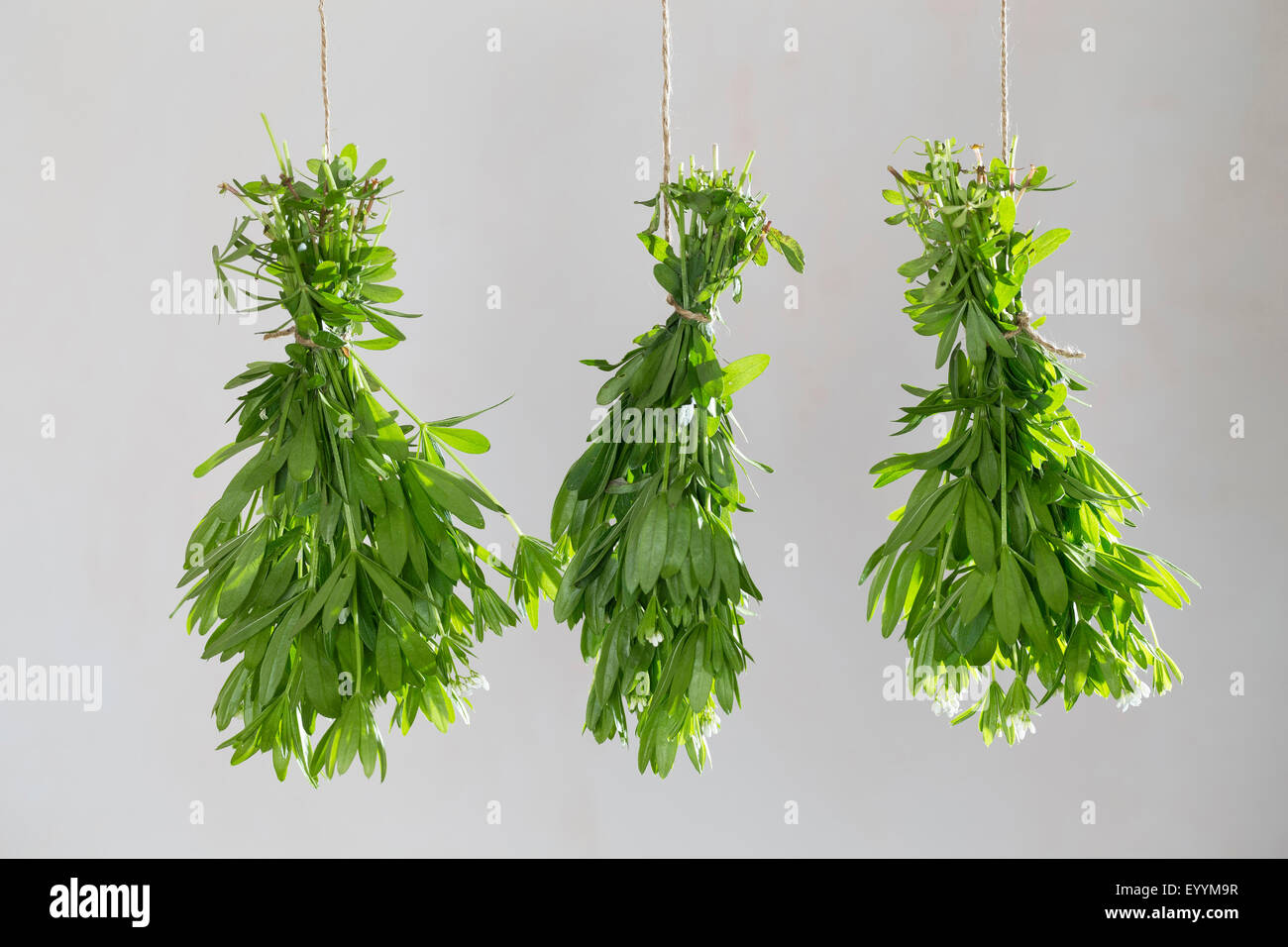 sweet woodruff (Galium odoratum), three bunches of sweet woodruff hang up for drying, Germany Stock Photo