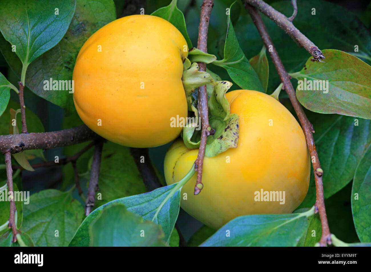 kaki plum tree, Japanese persimmon (Diospyros kaki &amp;#39;Lycopersicum ...