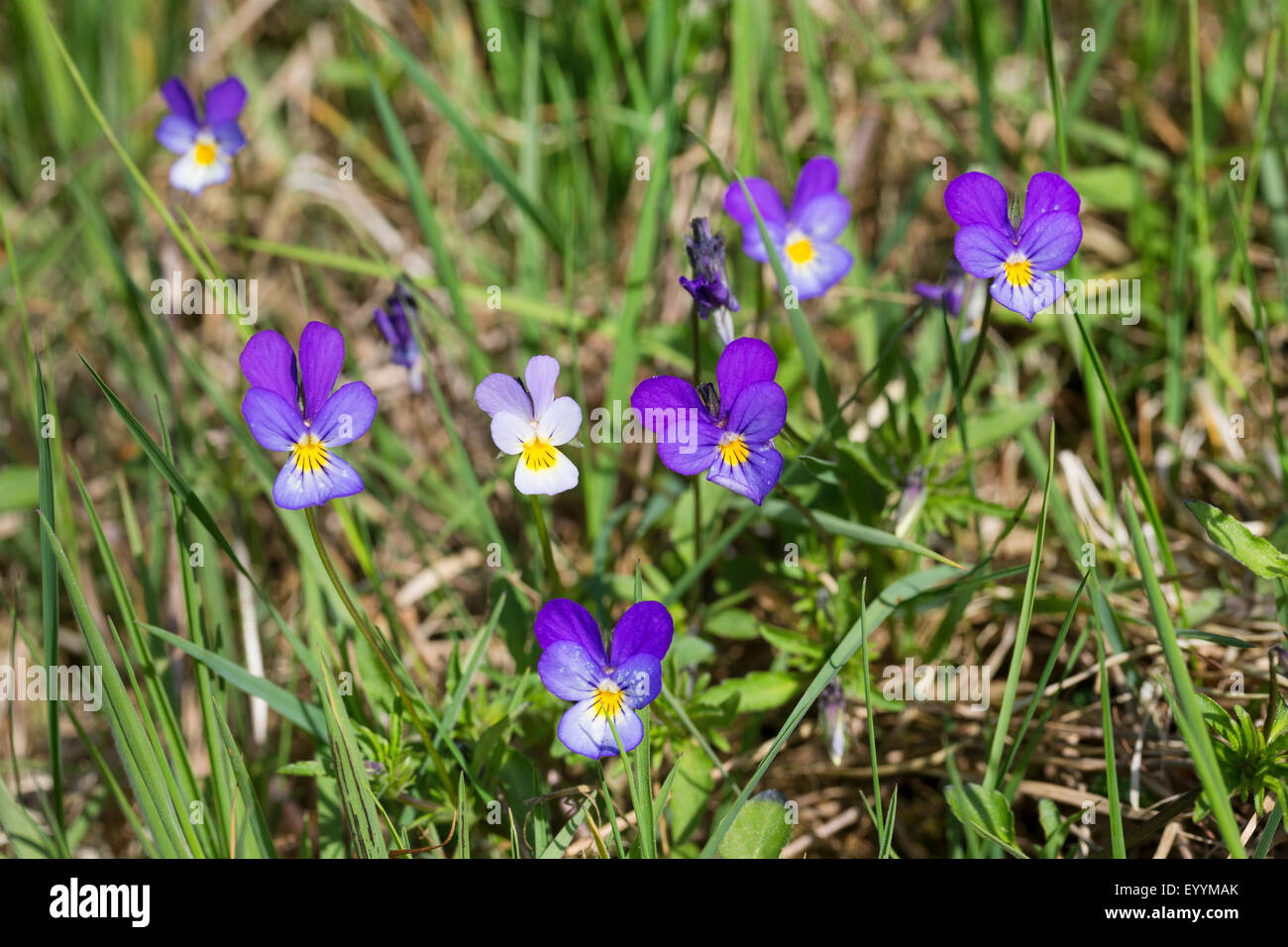 Heartsease, Heart's ease, Heart's delight, Tickle-my-fancy, Wild pansy, Jack-jump-up-and-kiss-me, Come-and-cuddle-me, Three faces in a hood, Love-in-idleness (Viola tricolor), blooming, Germany Stock Photo
