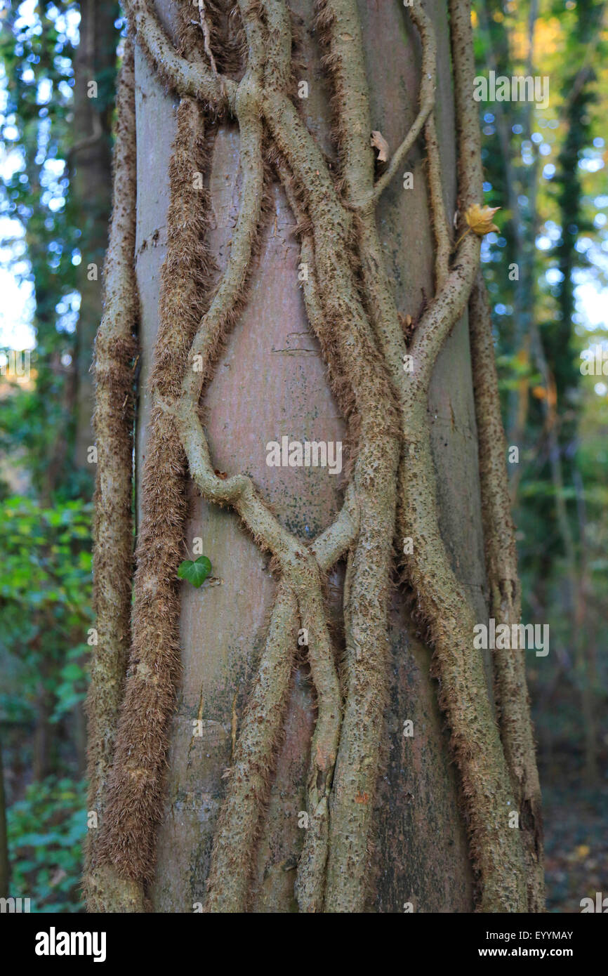 English ivy, common ivy (Hedera helix), tree trunk covered with ivy sprouts, Germany Stock Photo