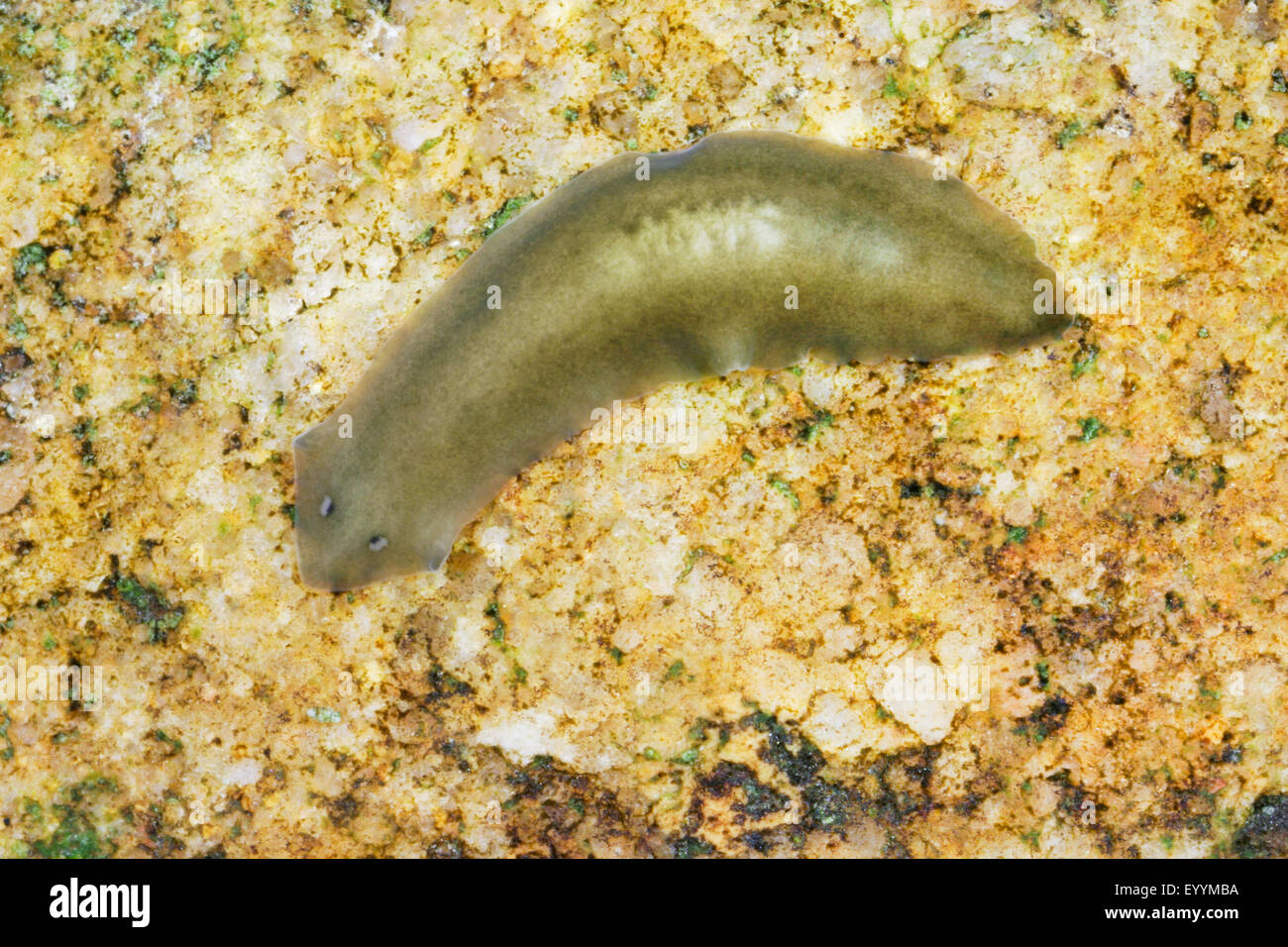 flatworm (Dugesia gonocephala, Planaria gonocephala), on a stone under water Stock Photo