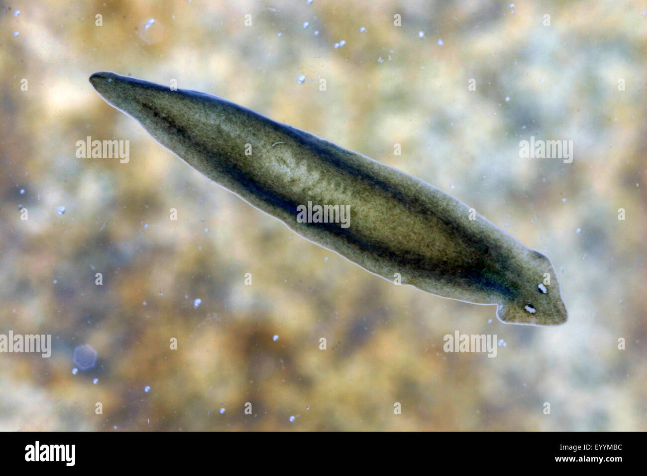 flatworm (Dugesia gonocephala, Planaria gonocephala), under water Stock Photo