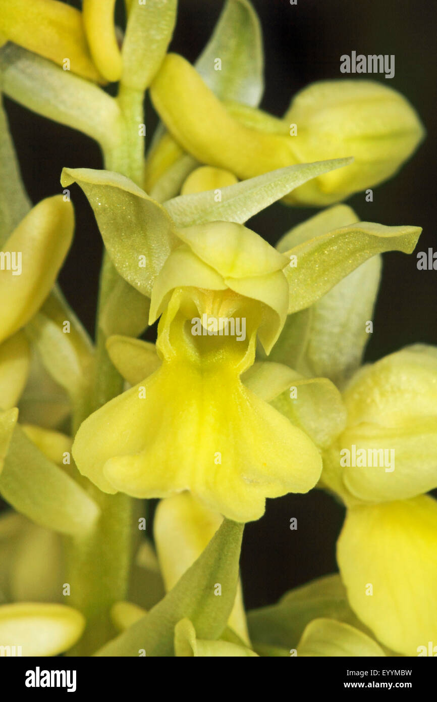 paleflowered orchid (Orchis pallens), flowers, Germany Stock Photo Alamy