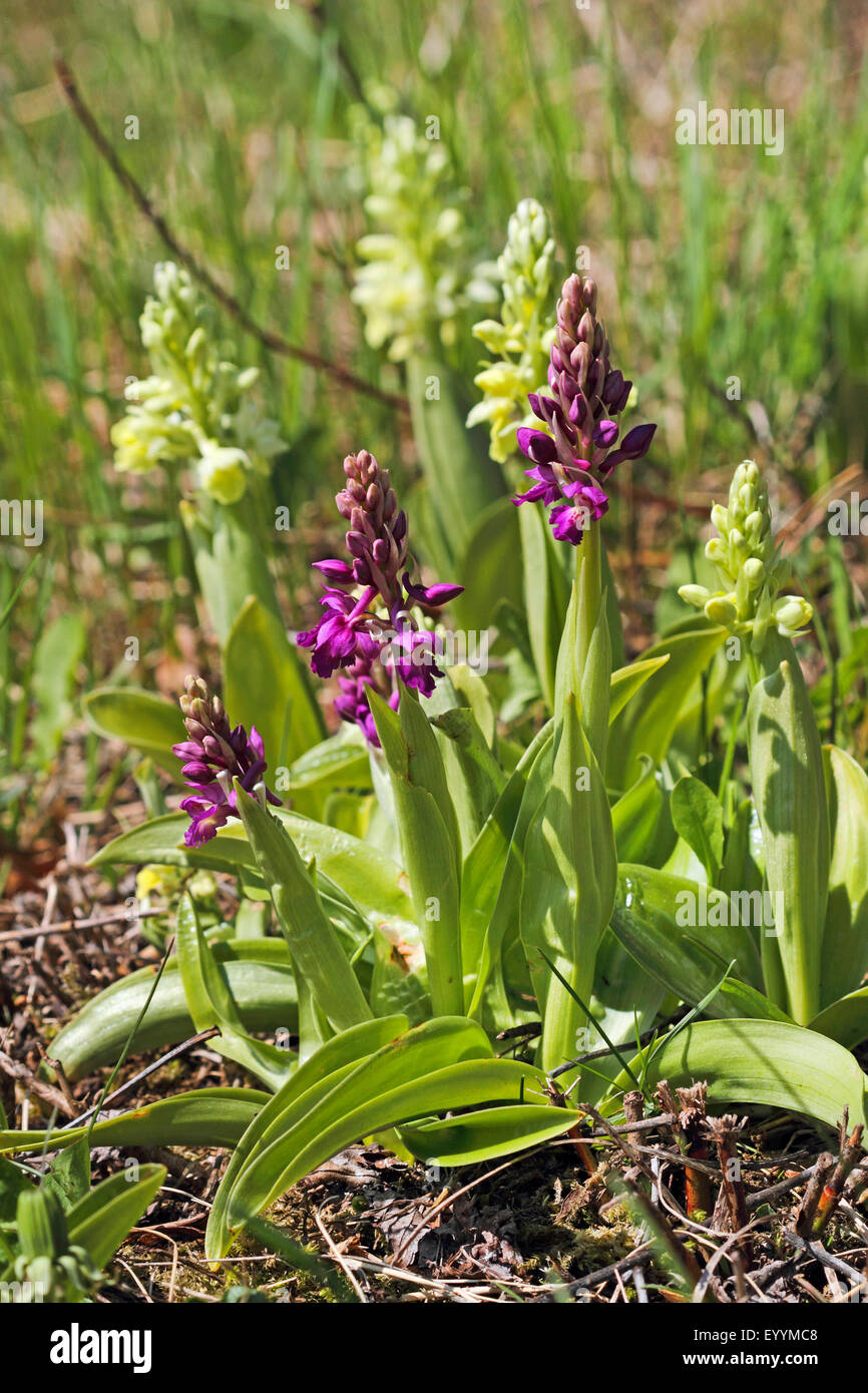 pale-flowered orchid (Orchis pallens), colour varieties, Germany Stock Photo