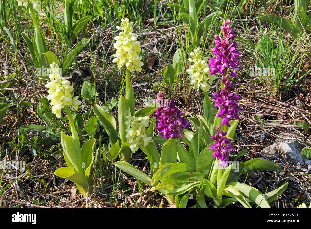 paleflowered orchid (Orchis pallens), colour varieties, Germany Stock Photo Alamy