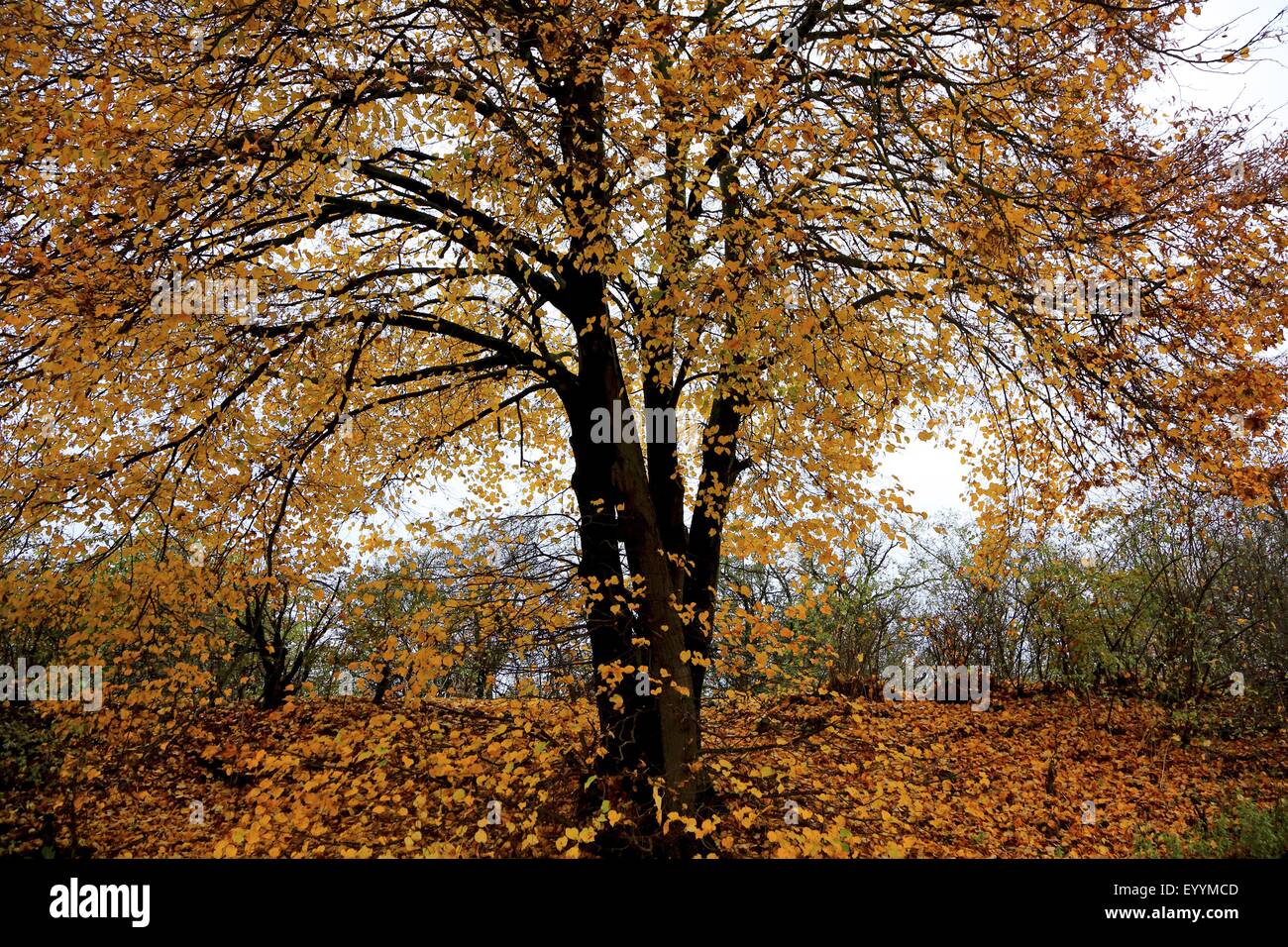 basswood, linden, lime tree (Tilia spec.), lime tree with autumn leaves