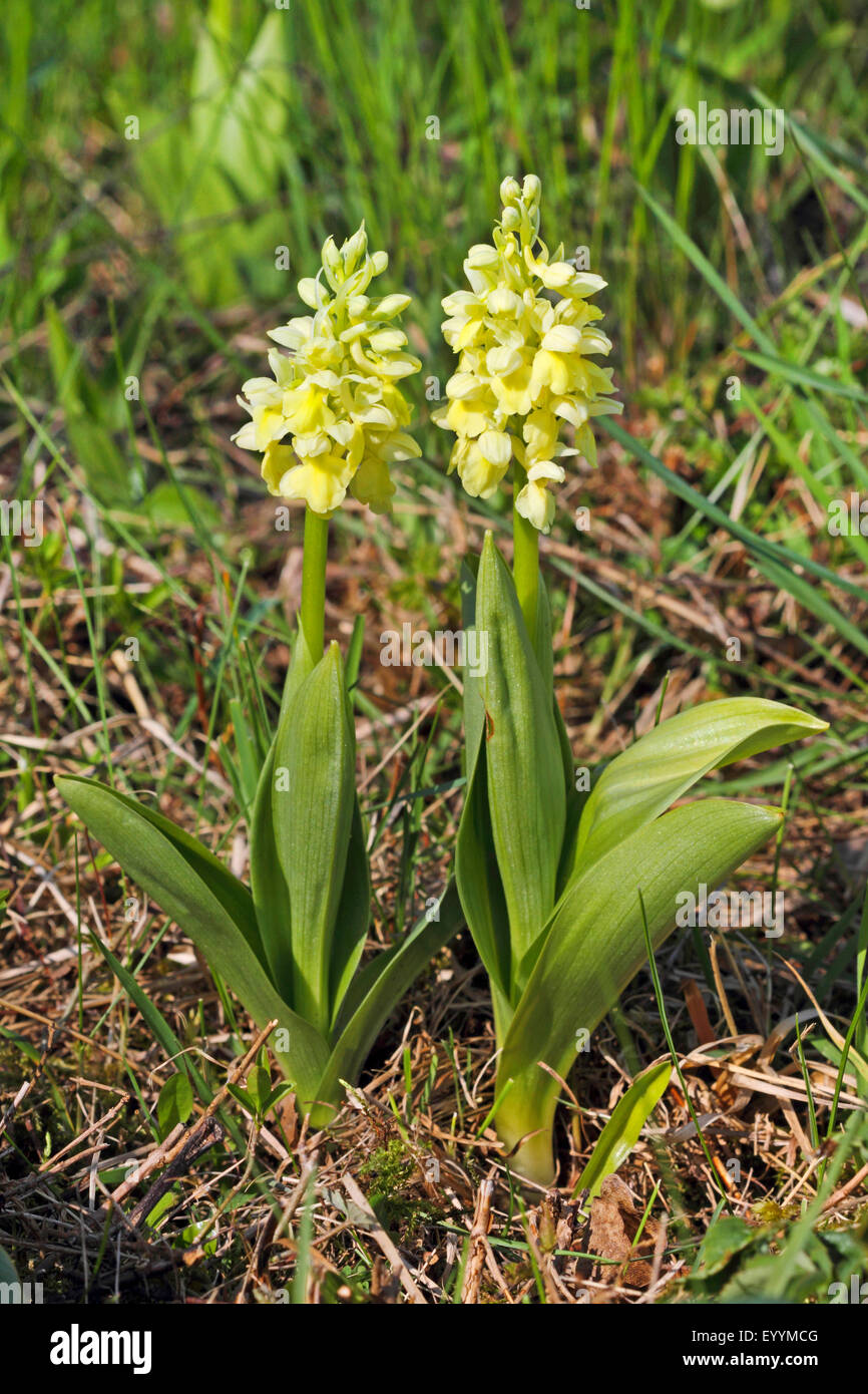 pale-flowered orchid (Orchis pallens), two flowering specimen, Germany Stock Photo