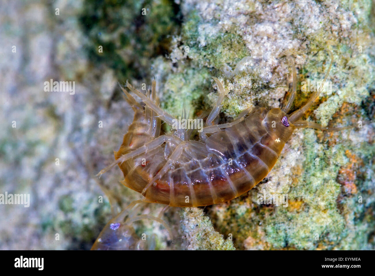 Lacustrine amphipod, Lacustrine shrimp (Gammarus roeseli), swimming, Germany, Bavaria Stock Photo