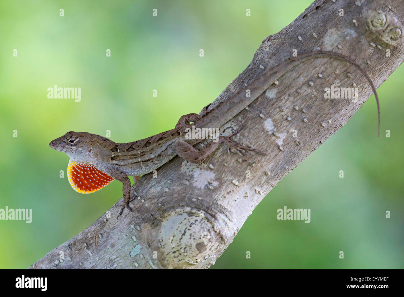 Brown anole, Cuban anole (Anolis sagrei, Norops sagrei), male displaying its dewlap, USA, Florida, Kissimmee Stock Photo